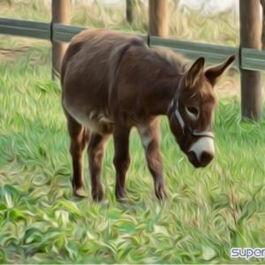 Meet your Posher, Suzanna